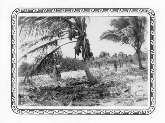 palmbeachcoconutgrove.jpg