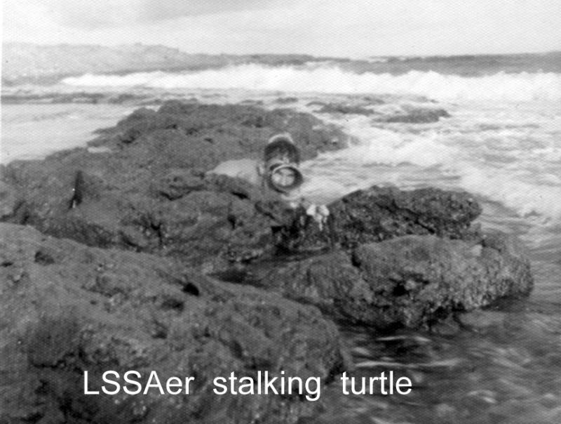 STALKING TURTLE.jpg