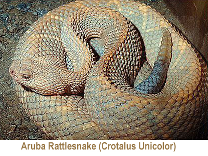 Aruba Rattlesnake annot.jpg