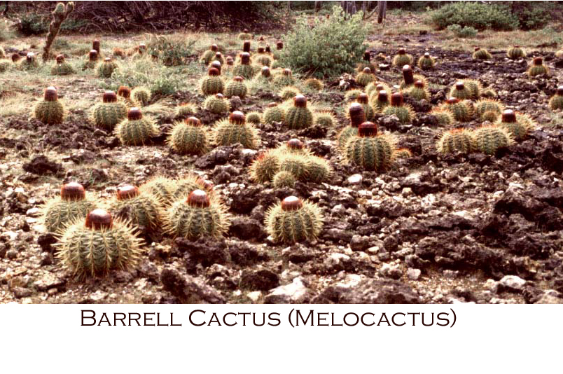 Barrell Cactus annot.jpg