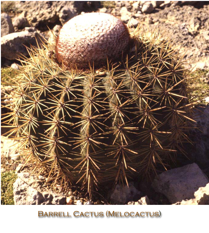 Barrell Cactus close annot.jpg