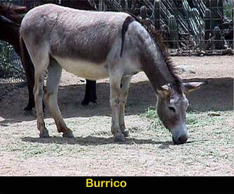 Burico (Donkey) annot.jpg