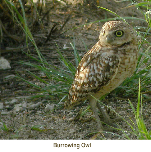 Burrowing Owl annot.jpg