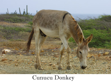 Cunucu Donkey annot.jpg