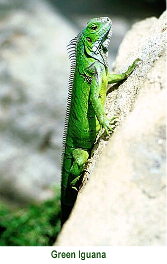 Green Iguana annot.jpg