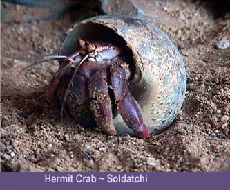 Hermit Crab (Soldatchi)annot.jpg