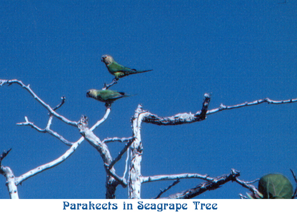 Parakeets annot jpg.jpg