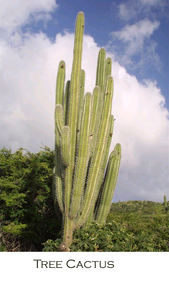 Tree Cactus annot.jpg
