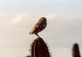 aruba 2005 burrowing owl 2