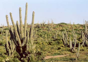 aruba 2005 colorado point 2